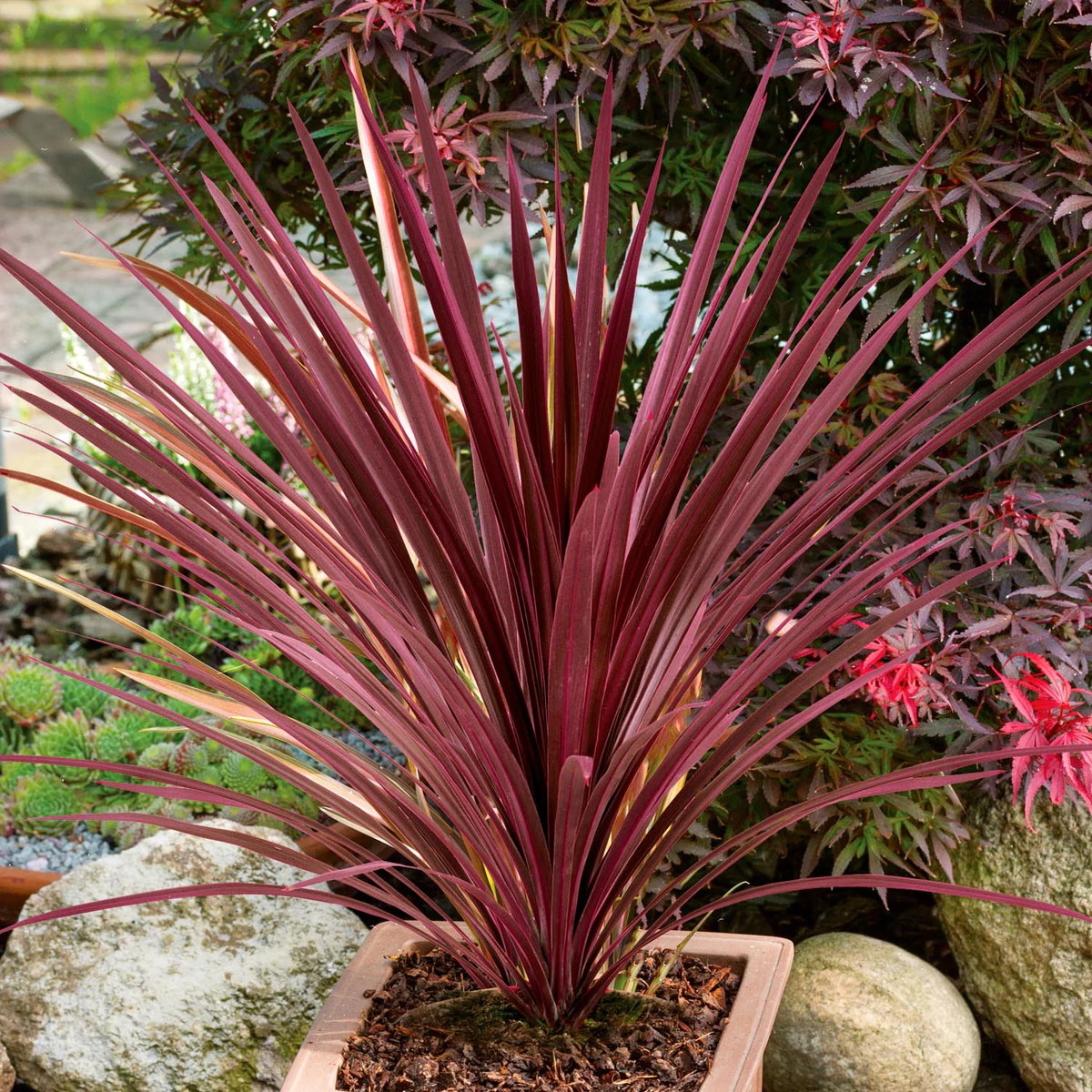 CORDYLINE AUSTRALIS RED STAR