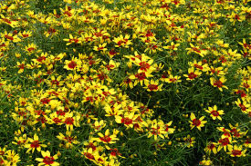 COREOPSIS VERTIC. FIREFLY