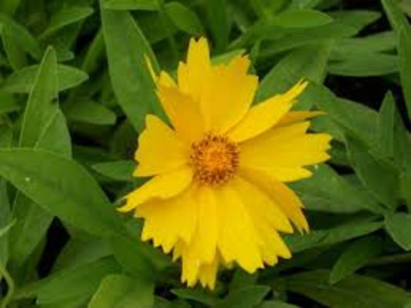COREOPSIS GRANDIFLORA