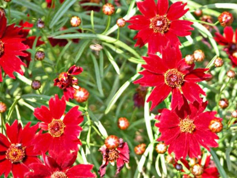 COREOPSIS VERTIC. LIMER. RUBY