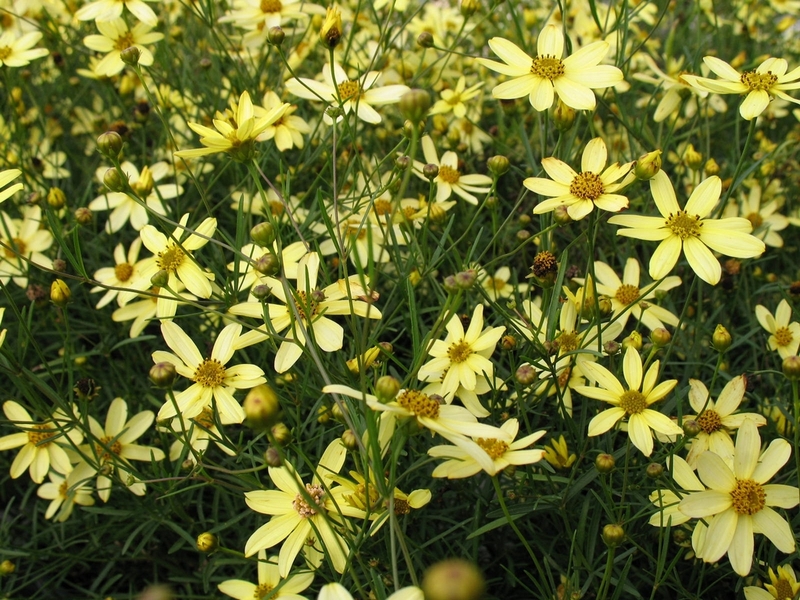 COREOPSIS VERTIC. MOONBEA