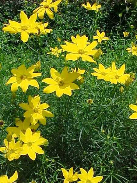 COREOPSIS VERTICILLATA ZAGREB