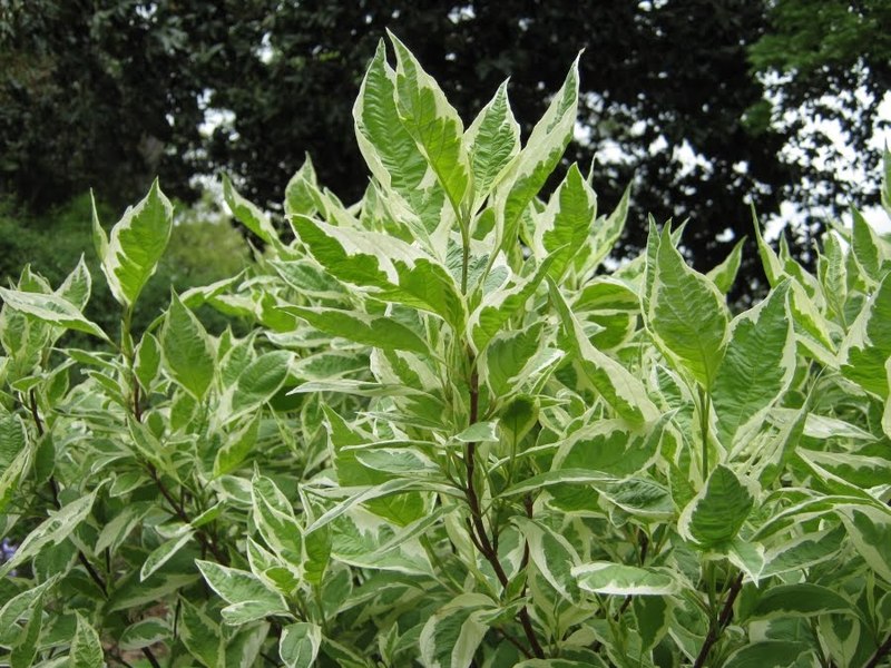CORNUS ALBA ARGENTEOMARGINATA