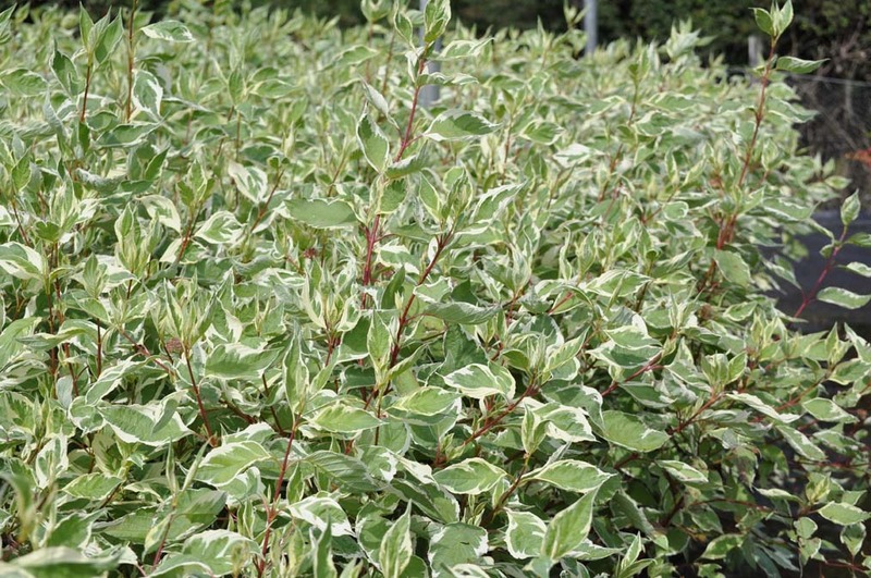 CORNUS ALBA ELEGANTISSIMA