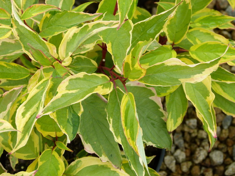 CORNUS ALBA GOUCHAULTII