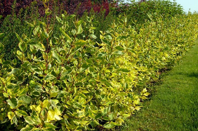 CORNUS ALBA GOUCHAULTII
