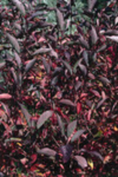 CORNUS ALBA KESSELRINGII
