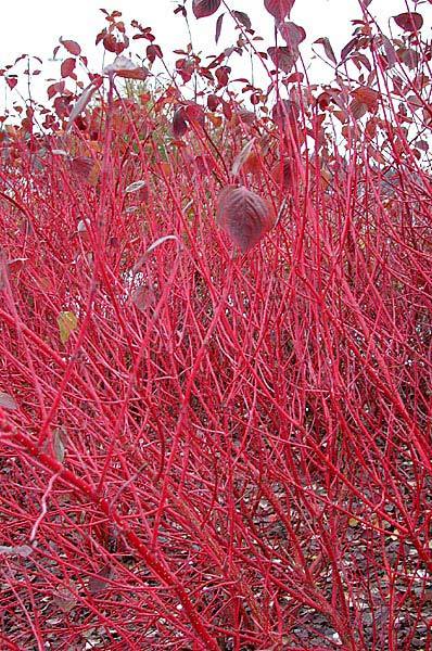 CORNUS ALBA SIBIRICA