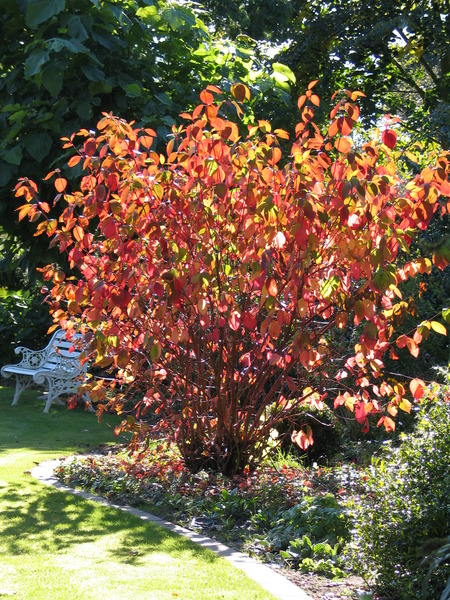 CORNUS ALBA SIBIRICA