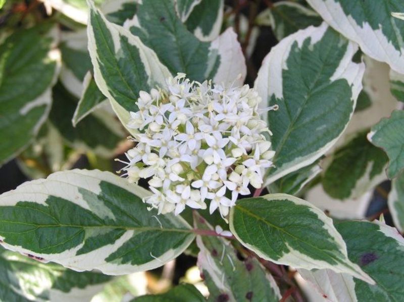 CORNUS ALBA SIBIRICA VARIEGATA