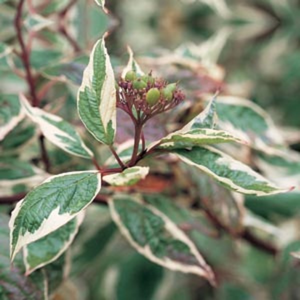 CORNUS ALBA SIBIRICA VARIEGATA