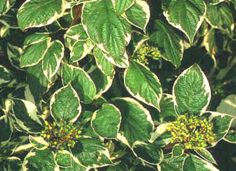 CORNUS ALBA SIBIRICA VARIEGATA