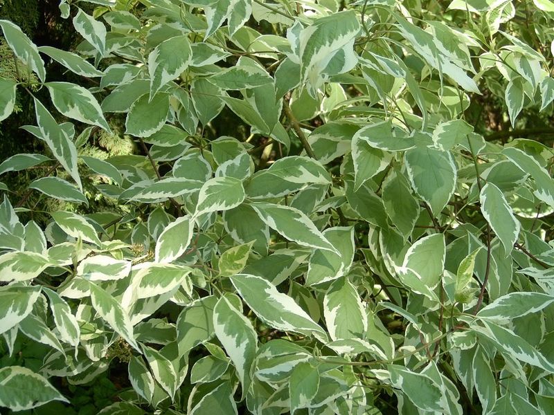 CORNUS ALBA SIBIRICA VARIEGATA
