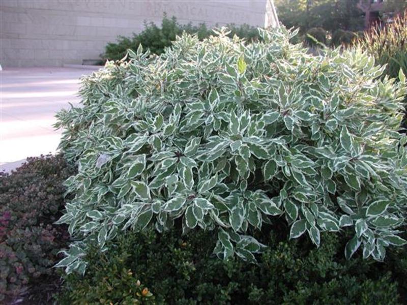 CORNUS ALBA SIBIRICA VARIEGATA