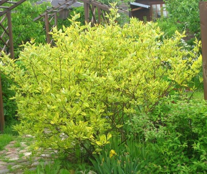 CORNUS ALBA SPAETHII