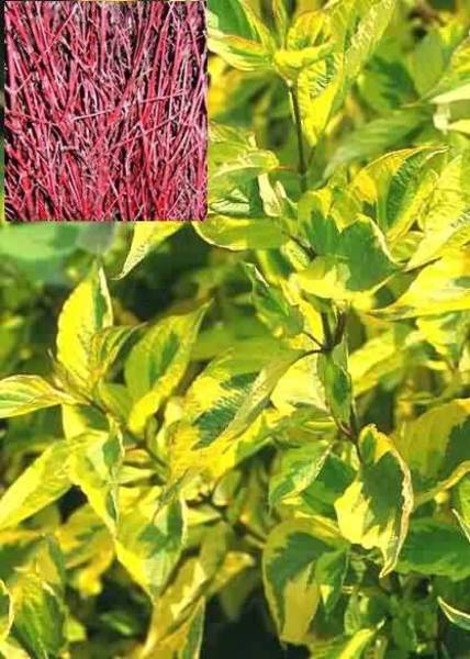 CORNUS ALBA SPAETHII
