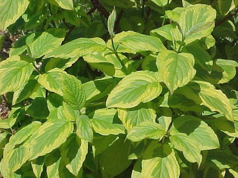 CORNUS ALBA SPAETHII