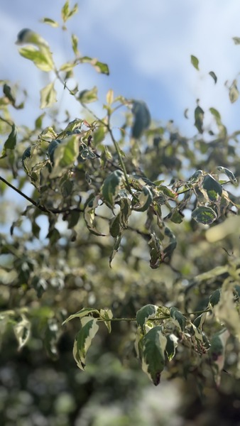 CORNUS ALTERNIFOLIA