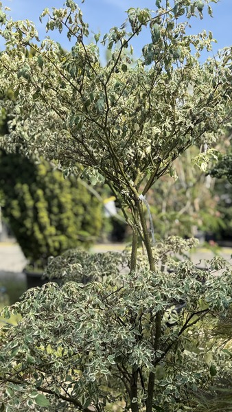 CORNUS ALTERNIFOLIA