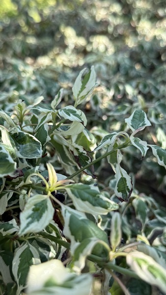 CORNUS CONTROVERSA