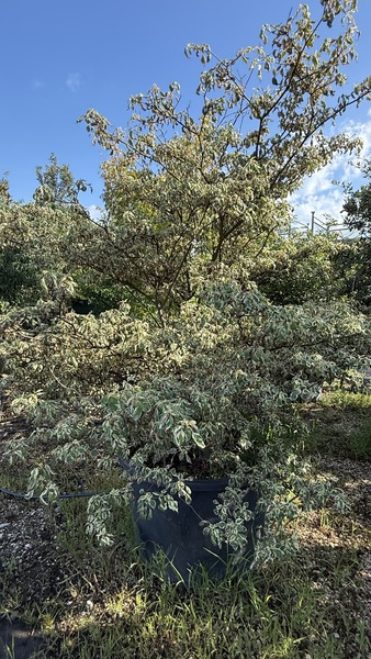CORNUS CONTROVERSA