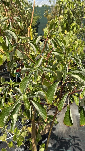 CORNUS CONTROVERSA PAGODA