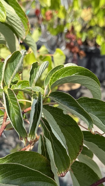 CORNUS CONTROVERSA PAGODA