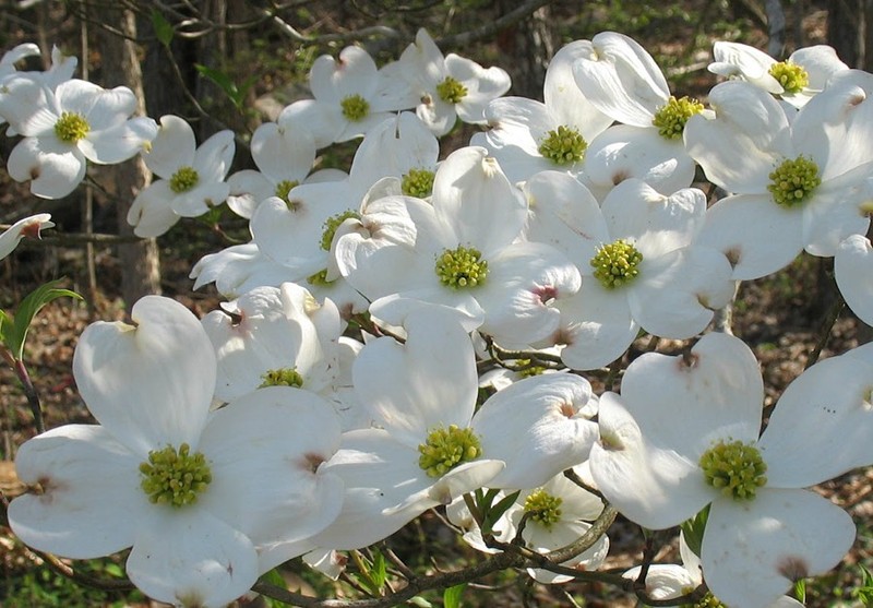 CORNUS FLORIDA