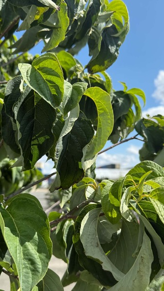 CORNUS FLORIDA