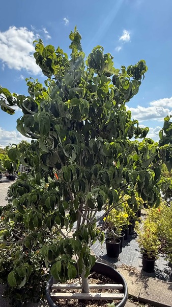 CORNUS FLORIDA