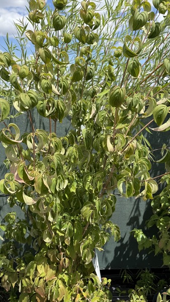 CORNUS KOUSA CHINENSIS