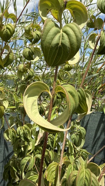 CORNUS KOUSA CHINENSIS