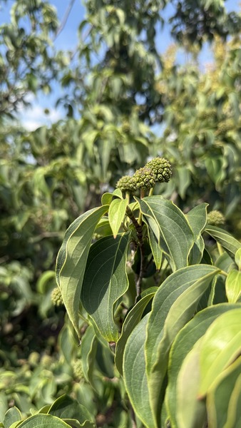 CORNUS KOUSA CLAUDIA