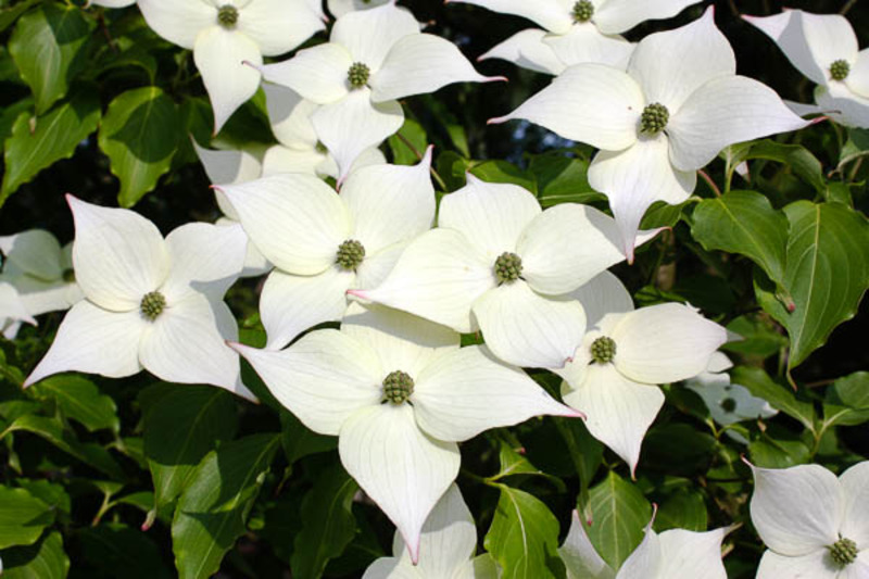 CORNUS KOUSA VAR. CHINENSIS