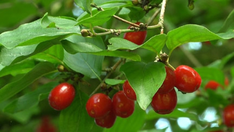 CORNUS MAS fajták