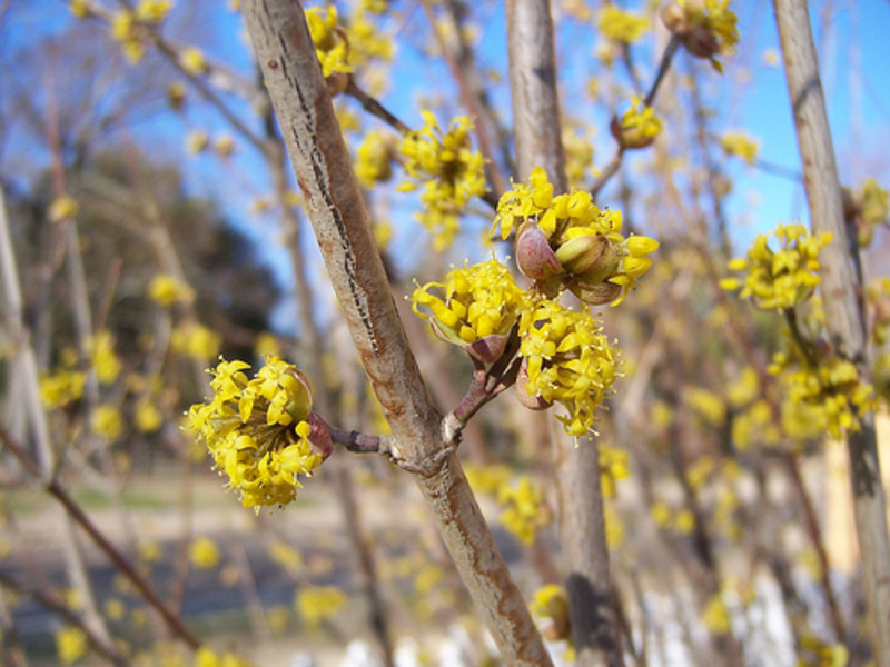 CORNUS MAS