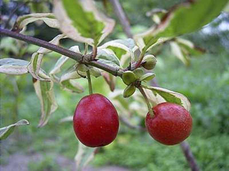 CORNUS MAS