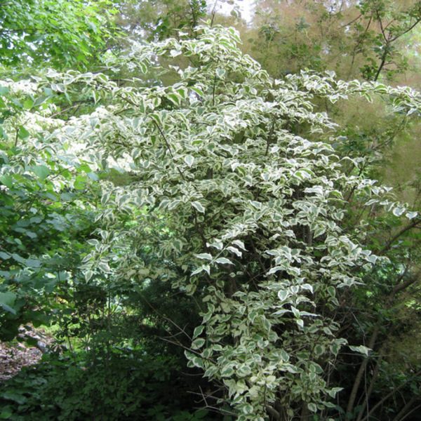 CORNUS MAS AUREOVARIEGATA