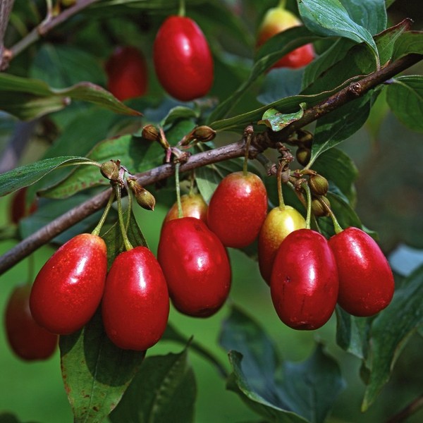 CORNUS MAS JOLICO