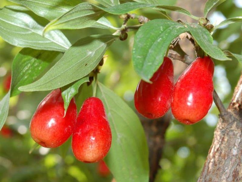 CORNUS MAS KAZANLAK