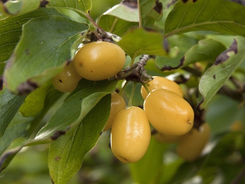 CORNUS MAS LUTEA