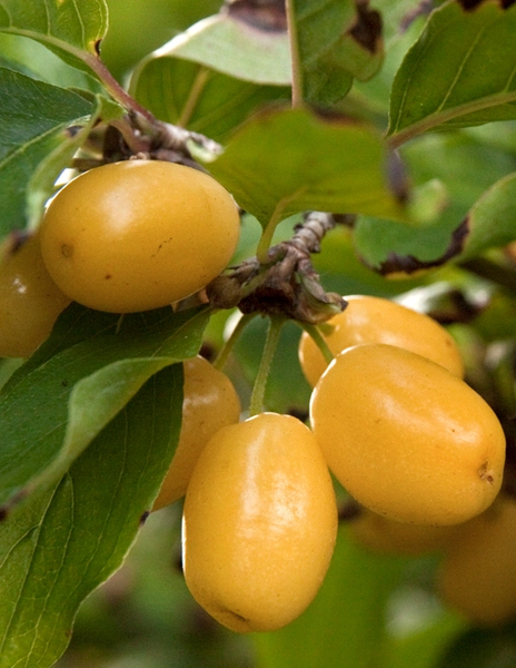 CORNUS MAS LUTEA