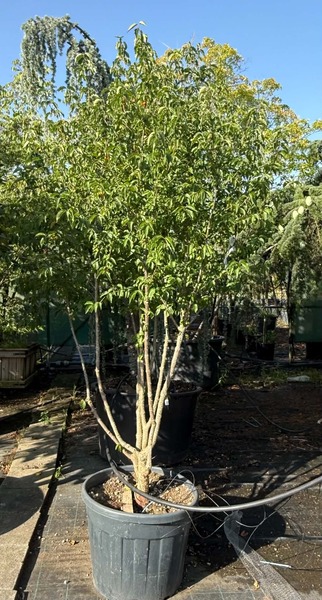 CORNUS MAS