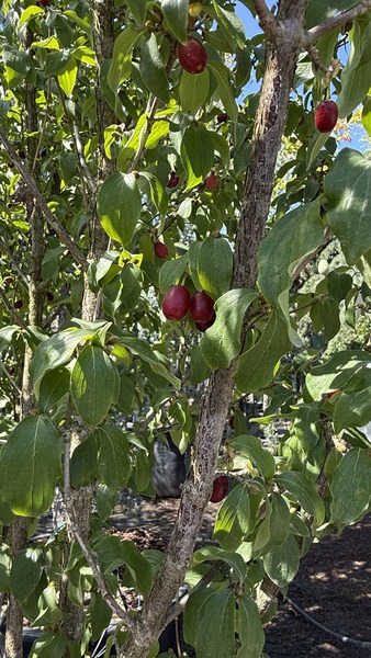 CORNUS MAS