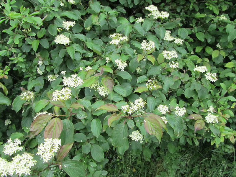 CORNUS SANGUINEA