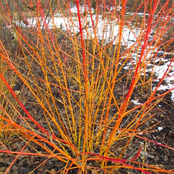 CORNUS SANGUINEA WINTER BEAUTY