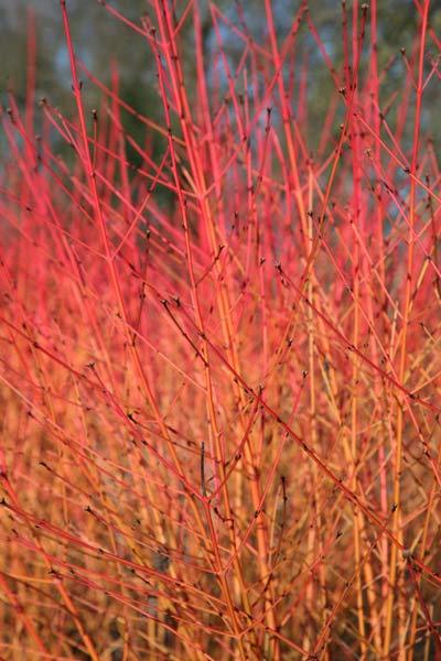 CORNUS SANGUINEA WINTER FIRE