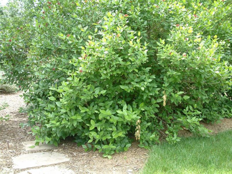 CORNUS STOLONIFERA FLAVIRAMEA