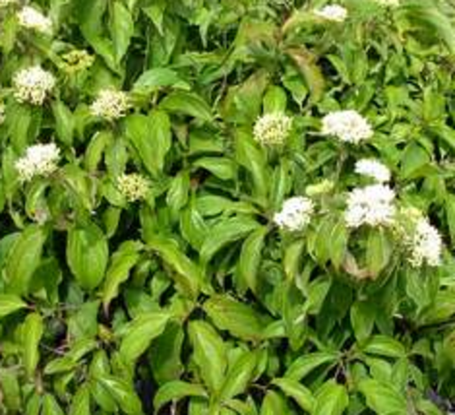 CORNUS STOLONIFERA KELSEY