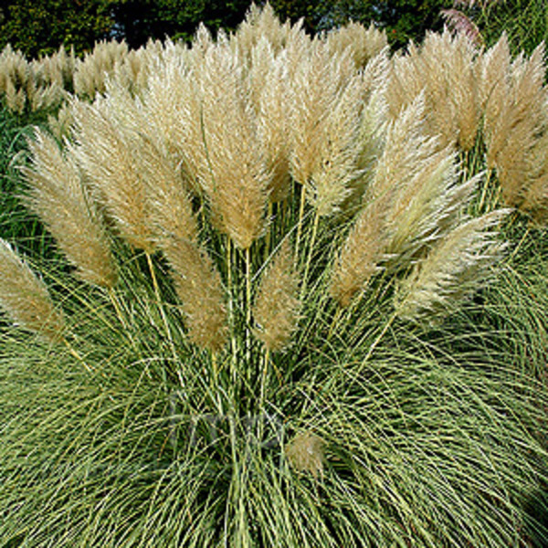 CORTADERIA SELL. SPLENDID STAR
